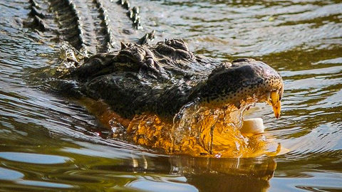 How to Tell If Alligators Are Around alligator in water with mouth open