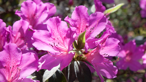 azaleas in all of their glory is March and April. The exact time depends u