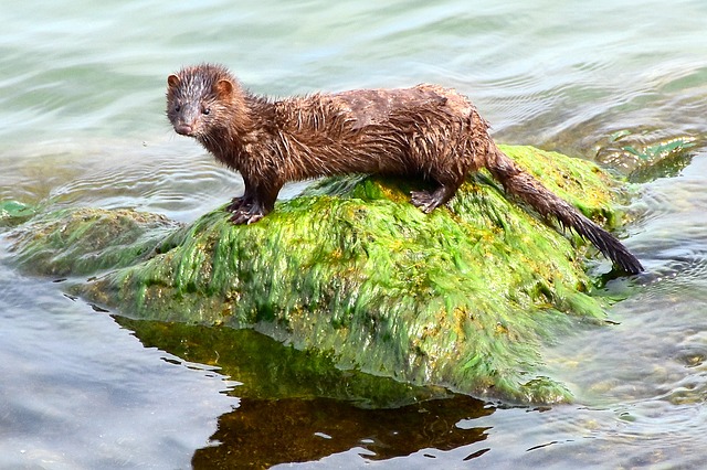 north american mink in the water