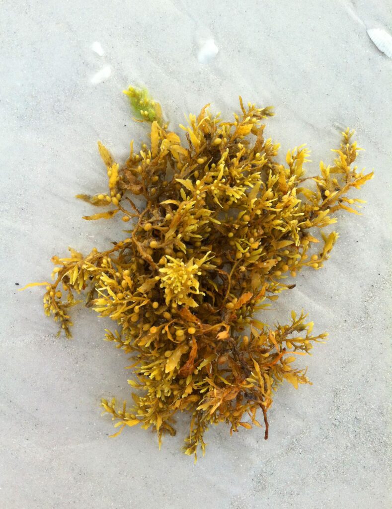 Sargassum: That Sticky, Stinky Seaweed on beach