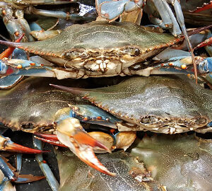 The Atlantic Blue Crab stacked with blue and red claws