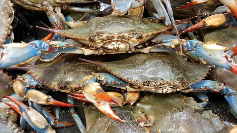 The Atlantic Blue Crab stacked with blue and red claws