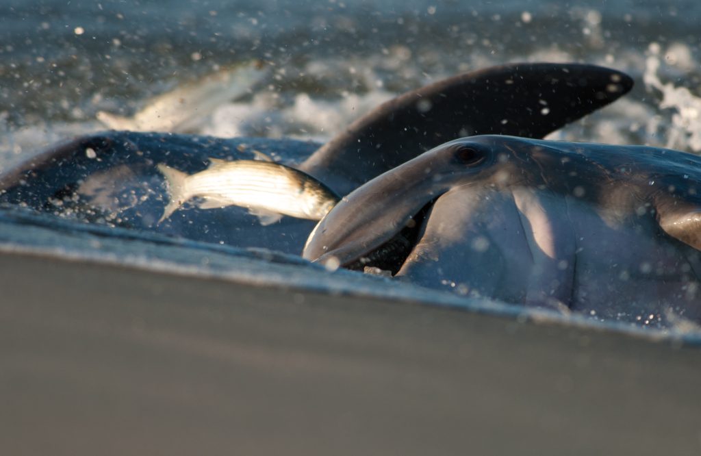 Dolphin Strand Feeding