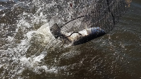 Reeling in Speckled Trout