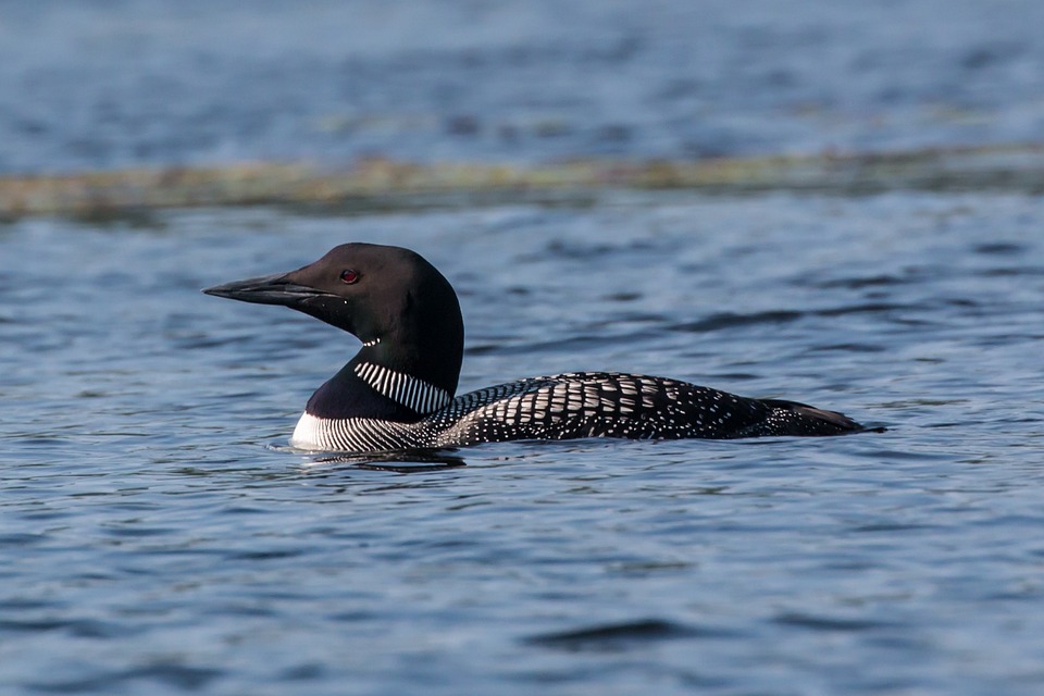Loons Snowbird in the Lowcountry