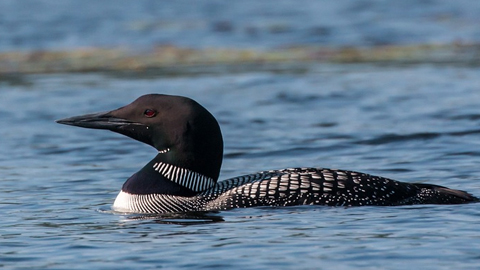 Loons Snowbird in the Lowcountry. loon swimming