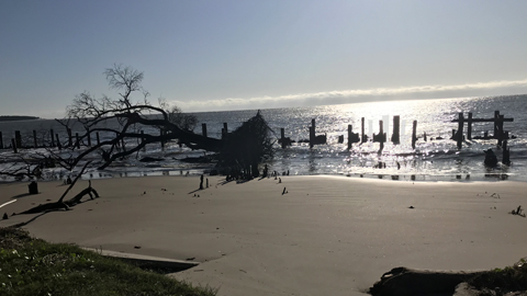 Remembering The Daufuskie 100. tree on the beach on its side pulled up by storm with roots