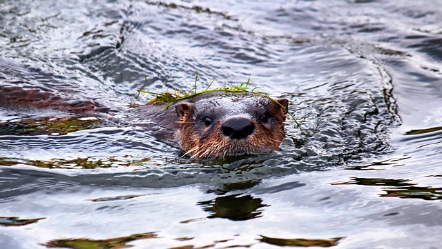 river otter face above water