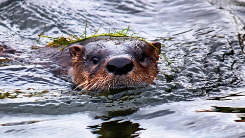 river otter face