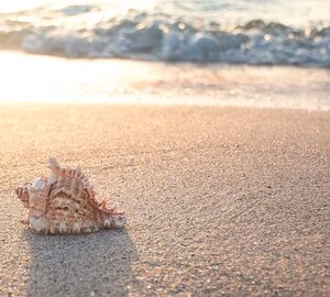 Shell Hunting on Daufuskie. shell on beach
