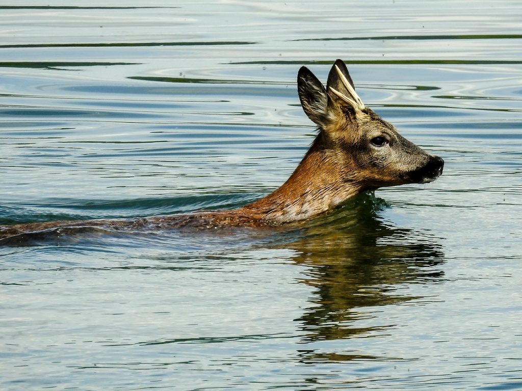 Aquatic Abilities of Deer