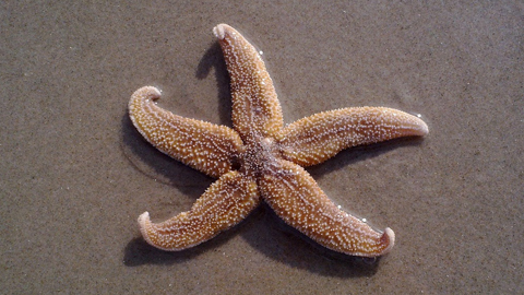 Starfish on Daufuskie's Beaches. common starfish